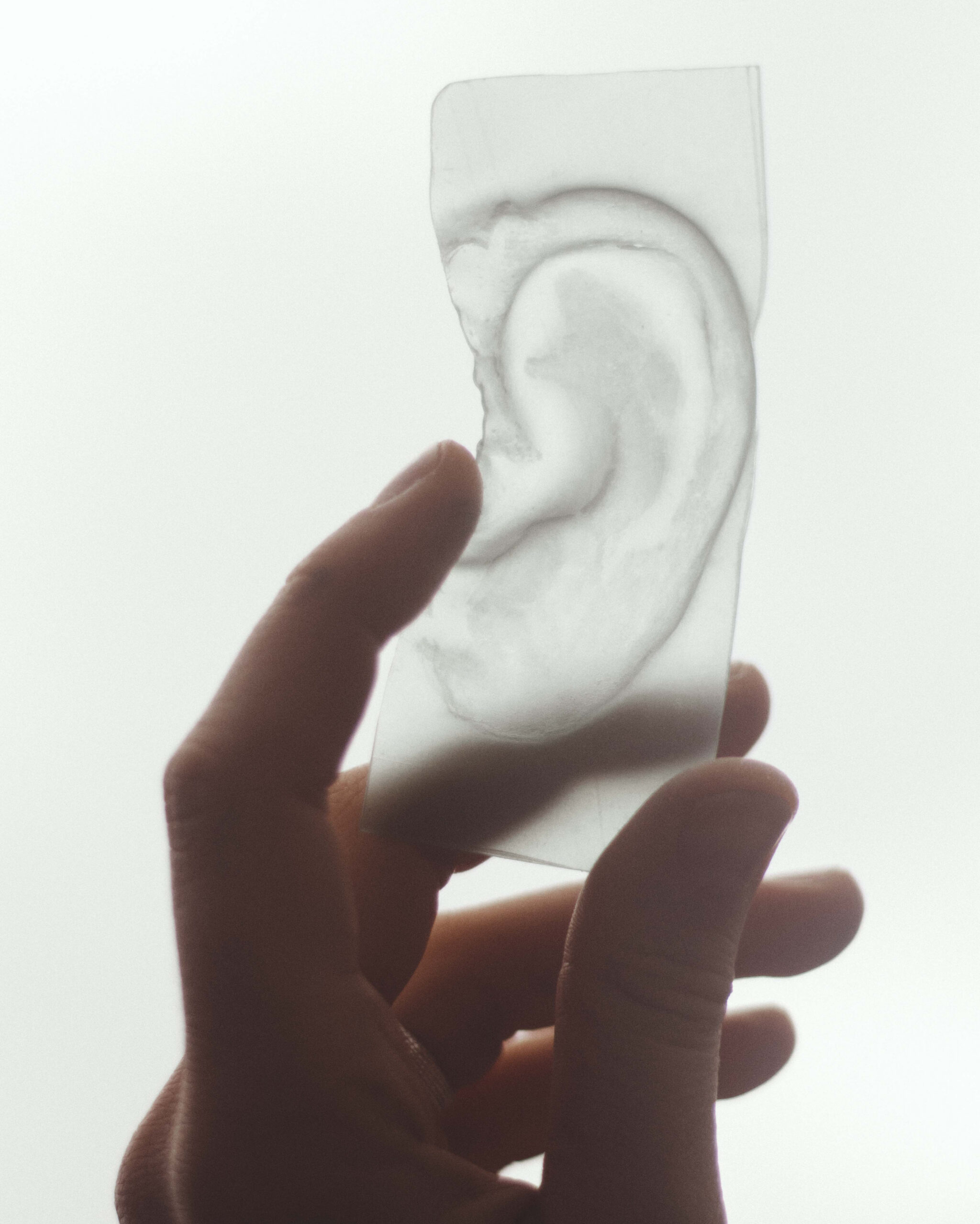 A wax replica of the ear